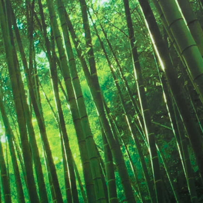 3 Panel Bamboo Forest Digital Print