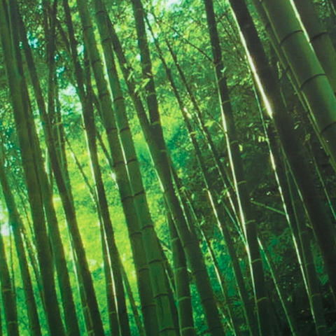 3 Panel Bamboo Forest Digital Print