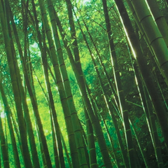 4 Panel Bamboo Forest Digital Print